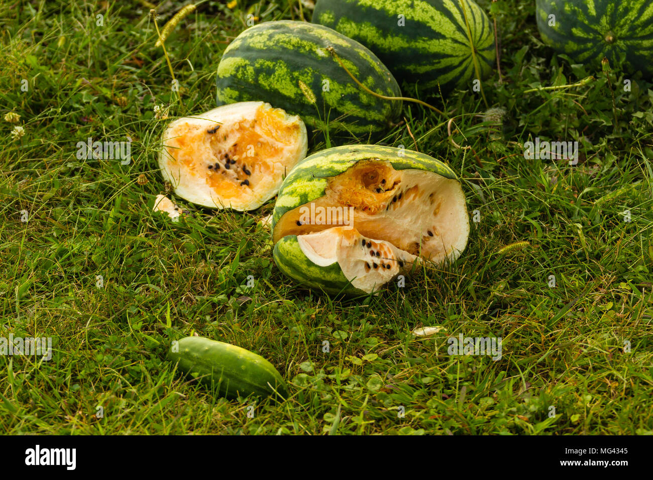 Uno spezzato anguria gialla sul terreno accanto agli altri Foto Stock