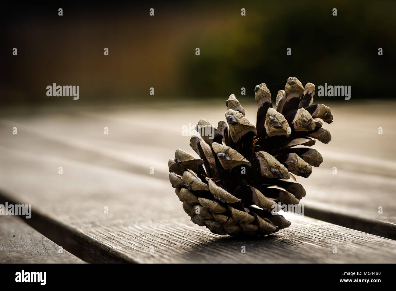 Cono di pino su un tavolo da giardino Foto Stock