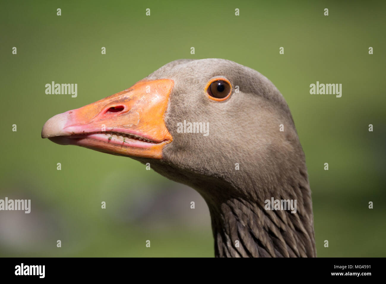 Un vicino di immagine di una testa d'oca con una bolletta Orange. Foto Stock