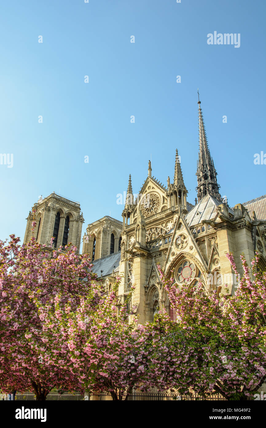 La cattedrale di Notre Dame di Parigi visto da Giovanni XXIII Parco in primavera con ciliegi giapponesi, laden con fiori di colore rosa in primo piano. Foto Stock