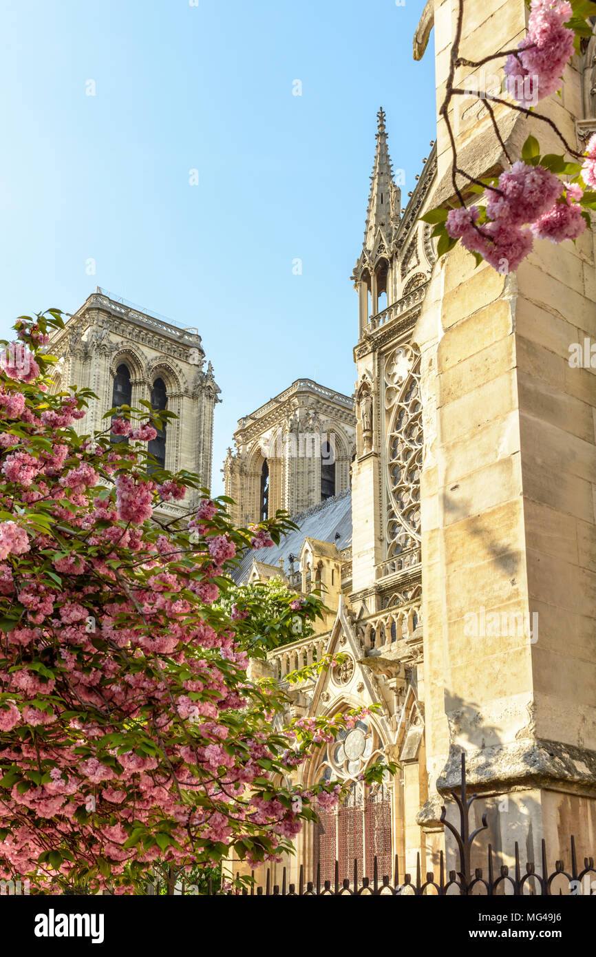 La cattedrale di Notre Dame di Parigi visto da Giovanni XXIII Parco in primavera con ciliegi giapponesi, laden con fiori di colore rosa in primo piano. Foto Stock