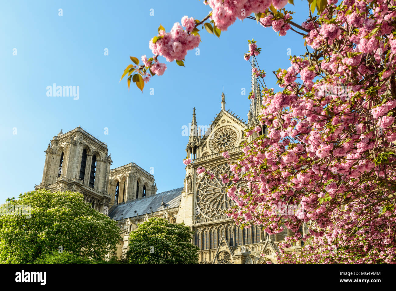 Il rosone e i campanili di Notre Dame de Paris cathedral visto attraverso i rami carichi di fiori di ciliegi giapponesi, in piena fioritura. Foto Stock