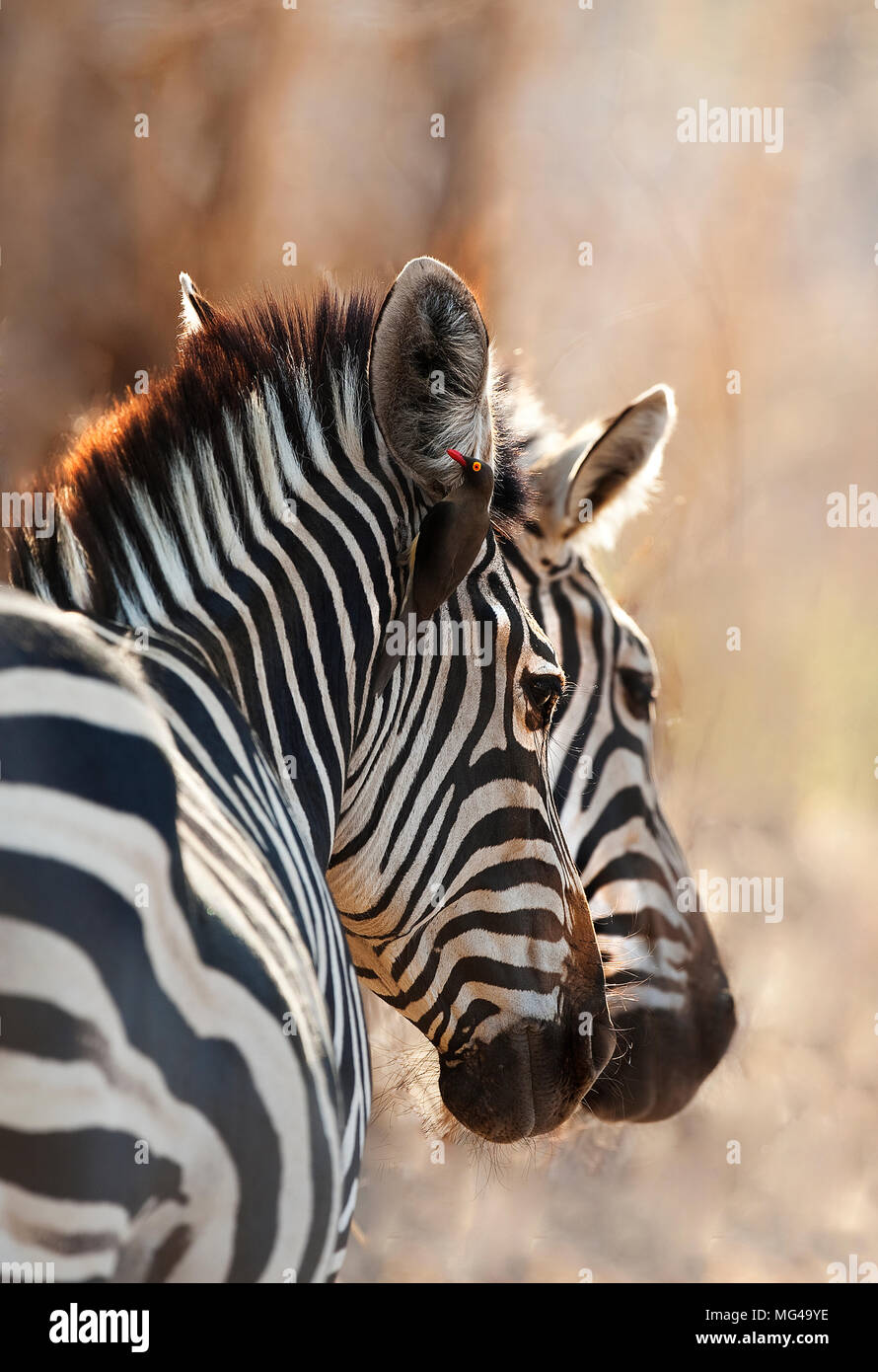 Due zebre con red fatturati oxpecker pulizia del orecchio di zecche di una delle zebre Foto Stock