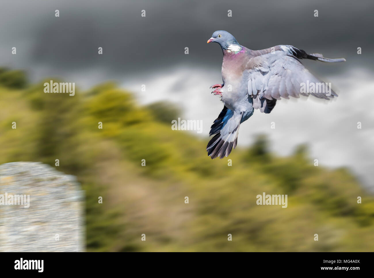 Il Pigeon di legno comune (Columba Palumbus) che vola velocemente entrando in terra su un posto nel Regno Unito. Uccello drammatico in volo. Sfocatura del movimento BIF. Piccioni. Woodpicceon. Foto Stock