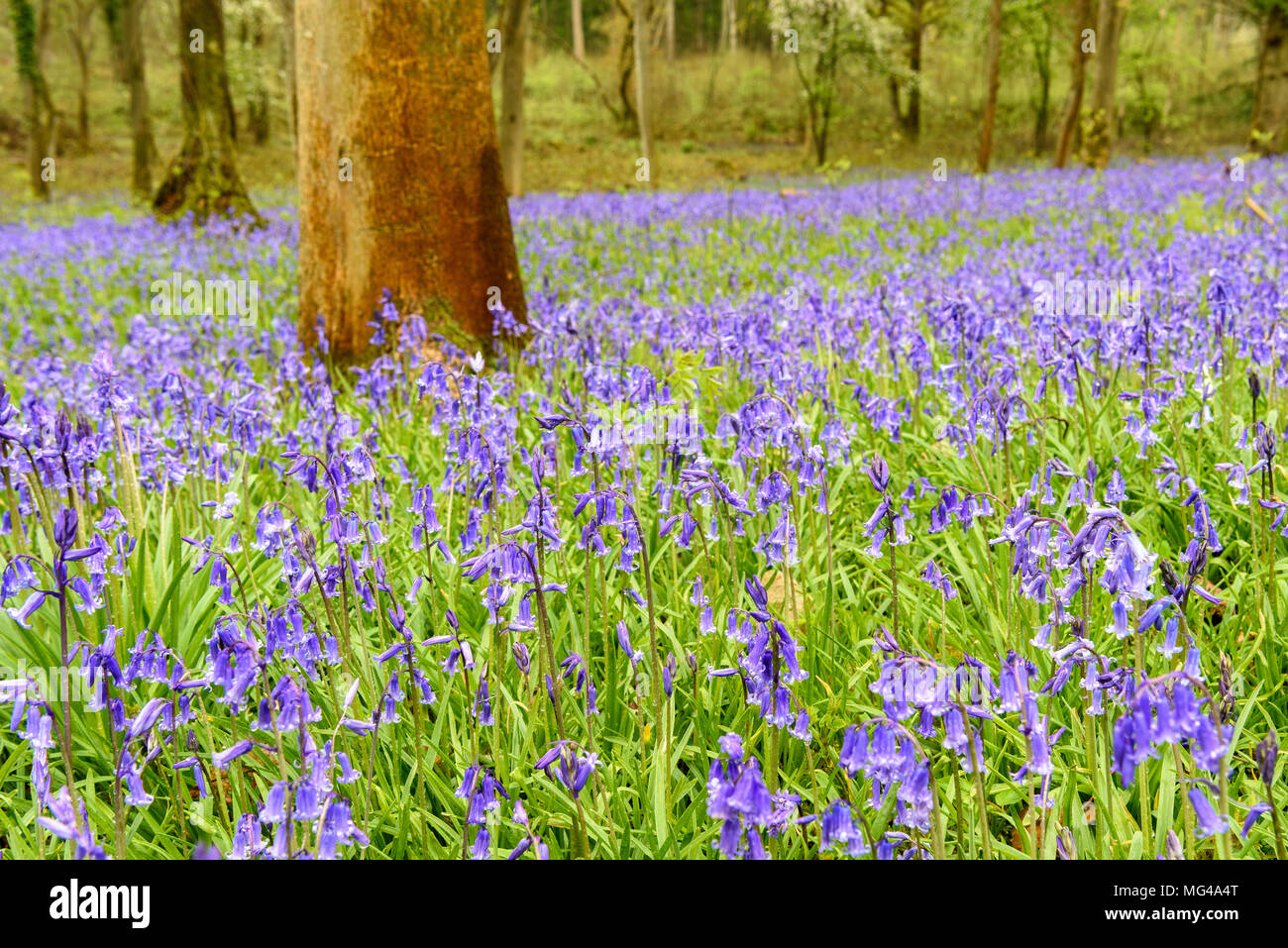 Bluebell boschi in primavera Foto Stock