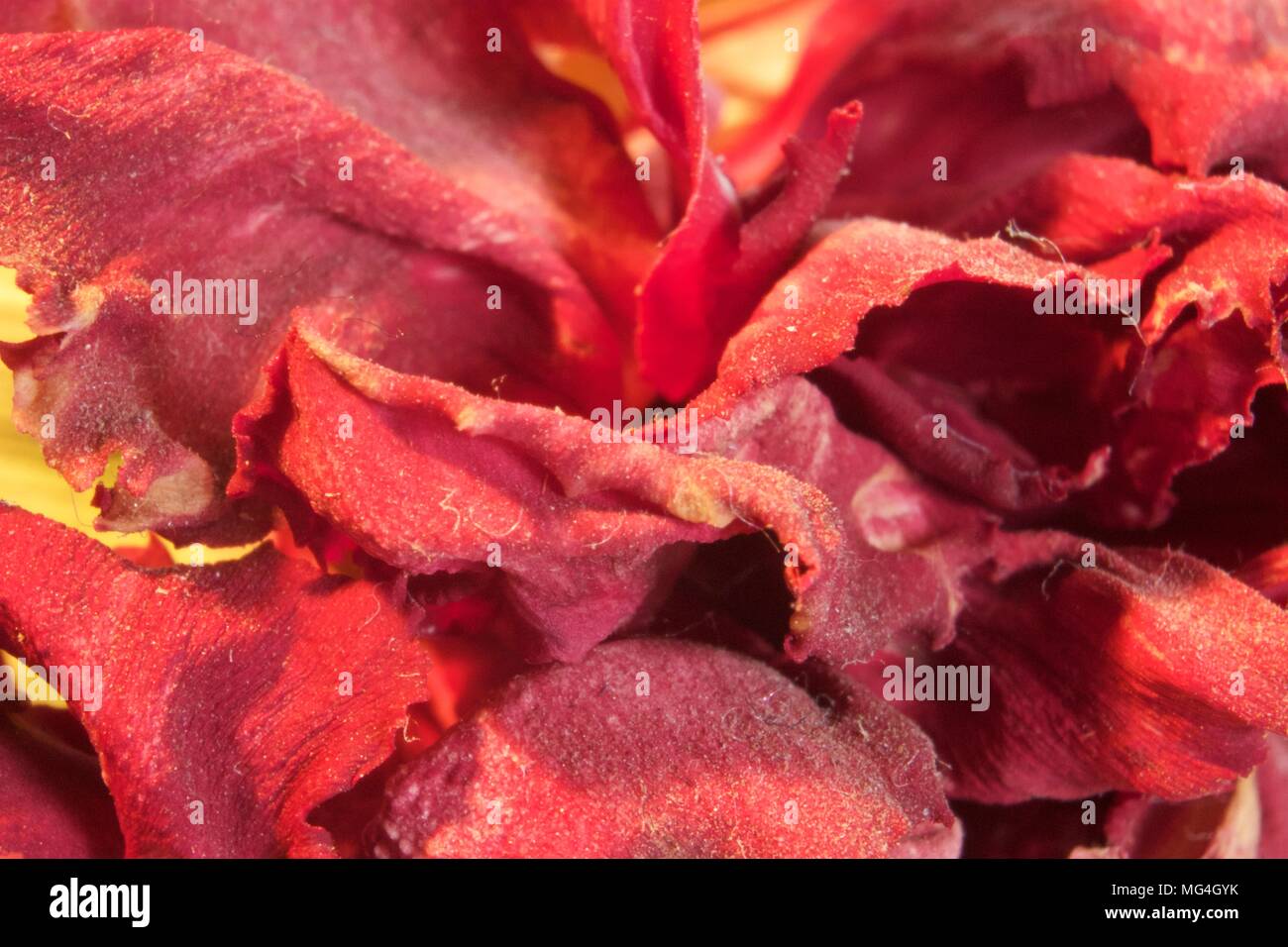 Primo piano di decadere la festa della mamma I GAROFANI Foto Stock