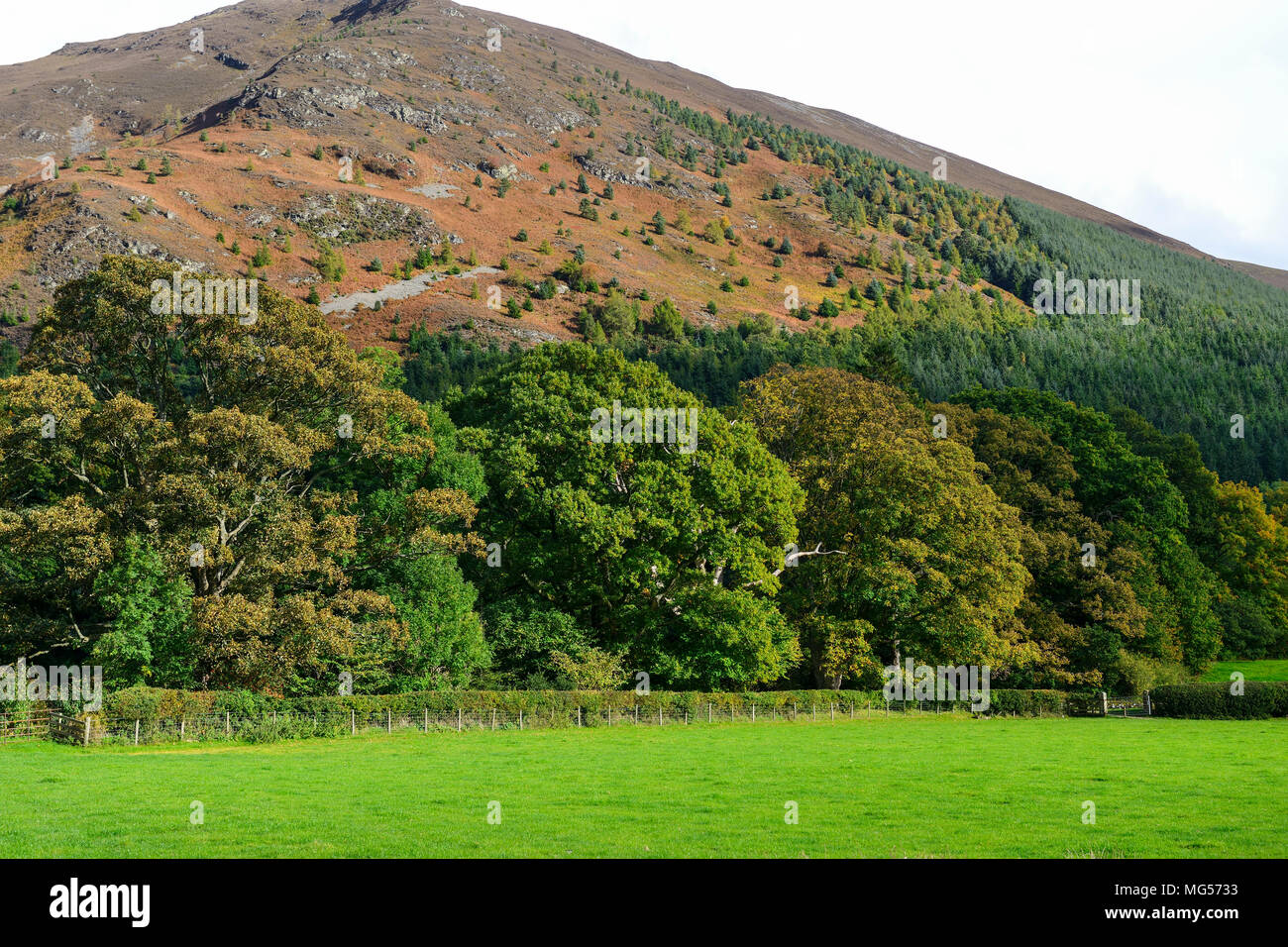 Mirehouse Gardens Near Keswick nel distretto del lago, Cumbria, Inghilterra Foto Stock