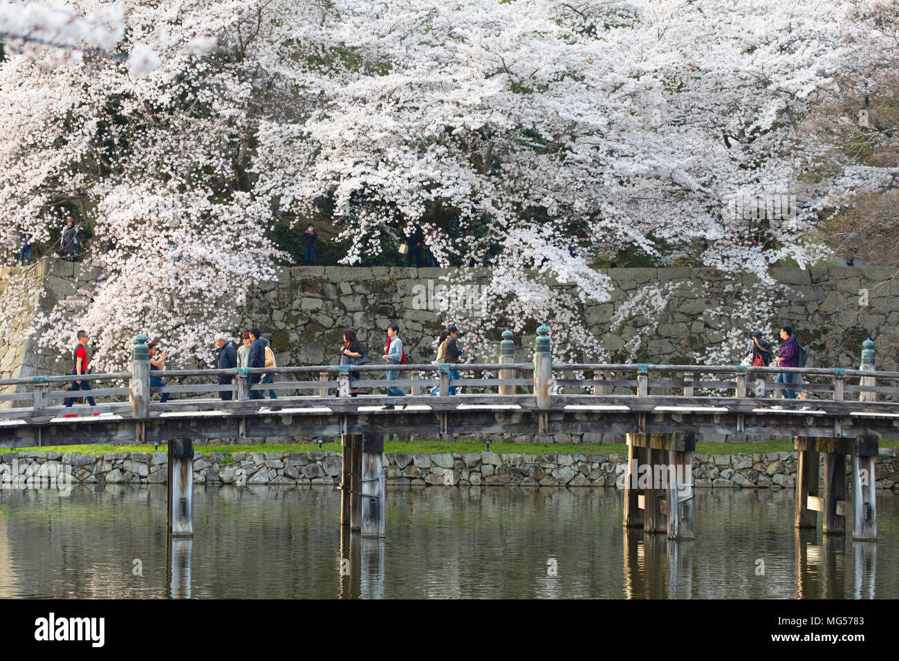 Fiore di Ciliegio al castello di Hikone, Hikone, Kansai, Giappone Foto Stock