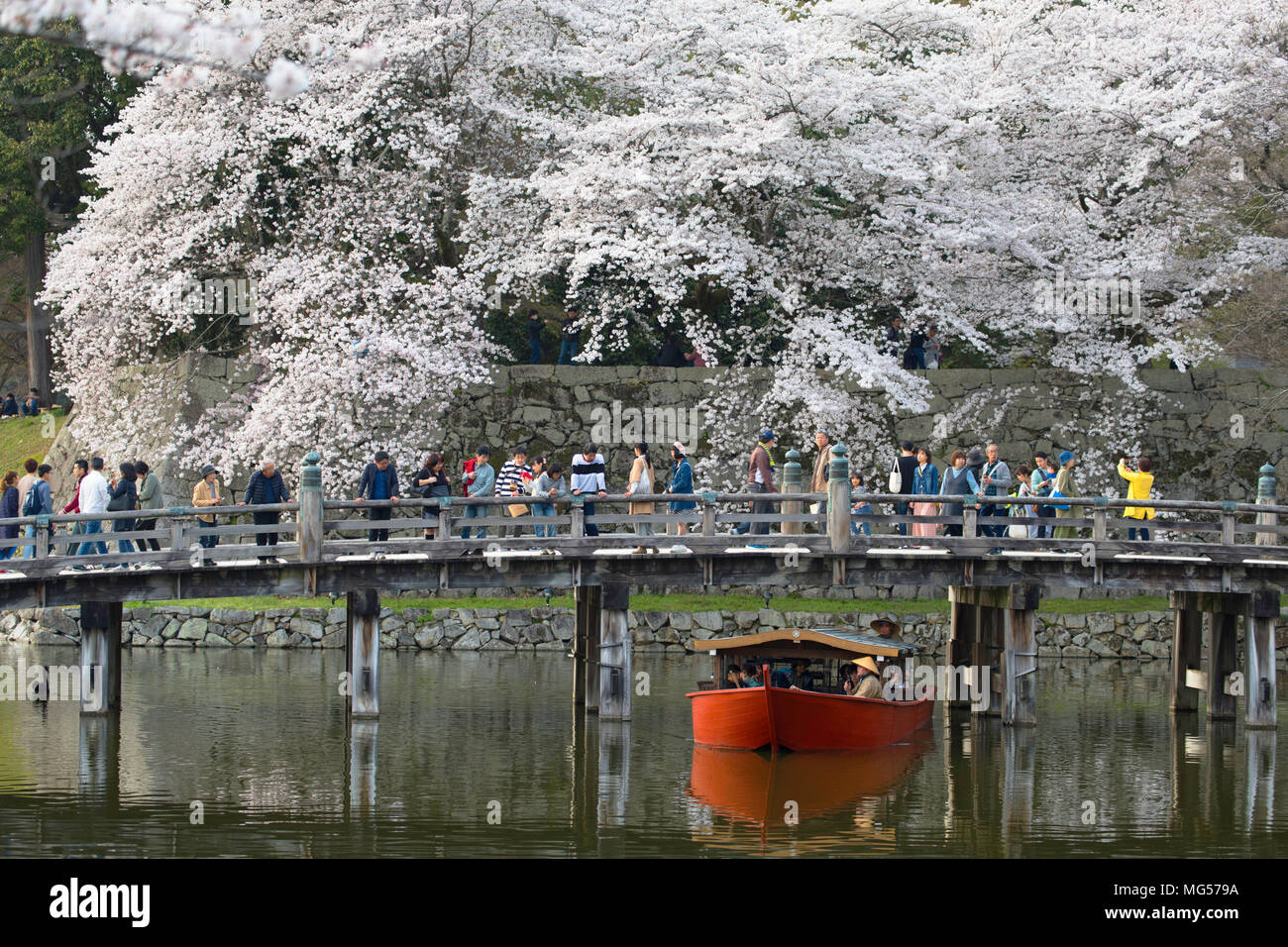 Fiore di Ciliegio al castello di Hikone, Hikone, Kansai, Giappone Foto Stock