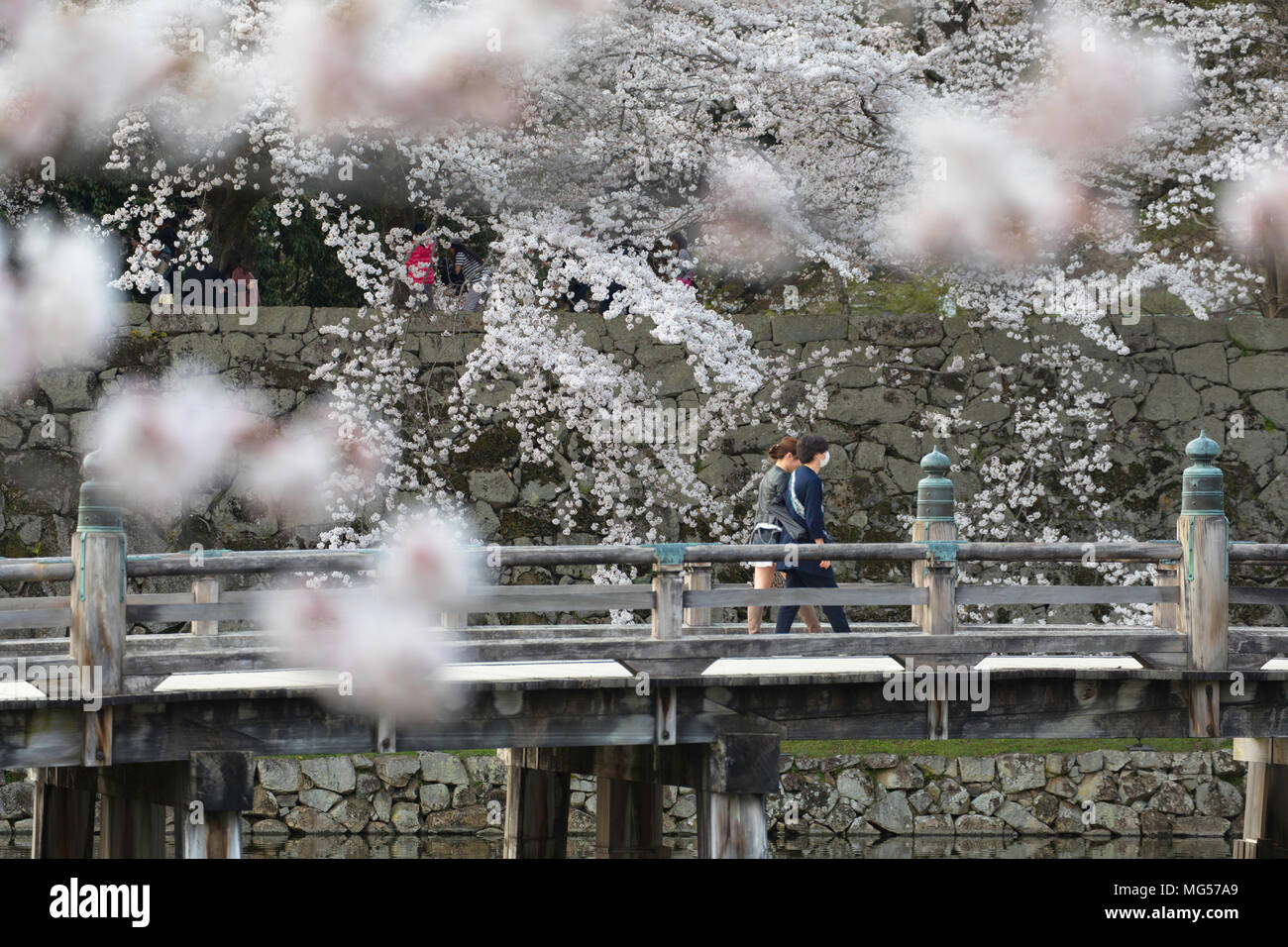 Fiore di Ciliegio al castello di Hikone, Hikone, Kansai, Giappone Foto Stock