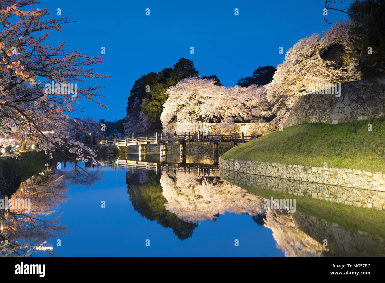 La fioritura dei ciliegi e ponte al castello di Hikone al crepuscolo, Hikone, Kansai, Giappone Foto Stock