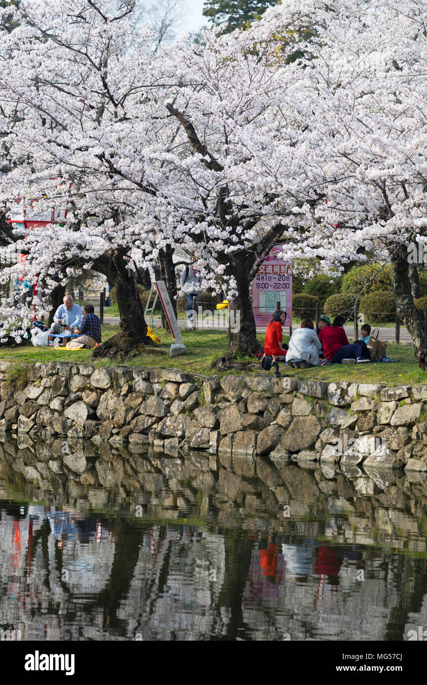 La fioritura dei ciliegi e fossato al castello di Hikone, Hikone, Kansai, Giappone Foto Stock