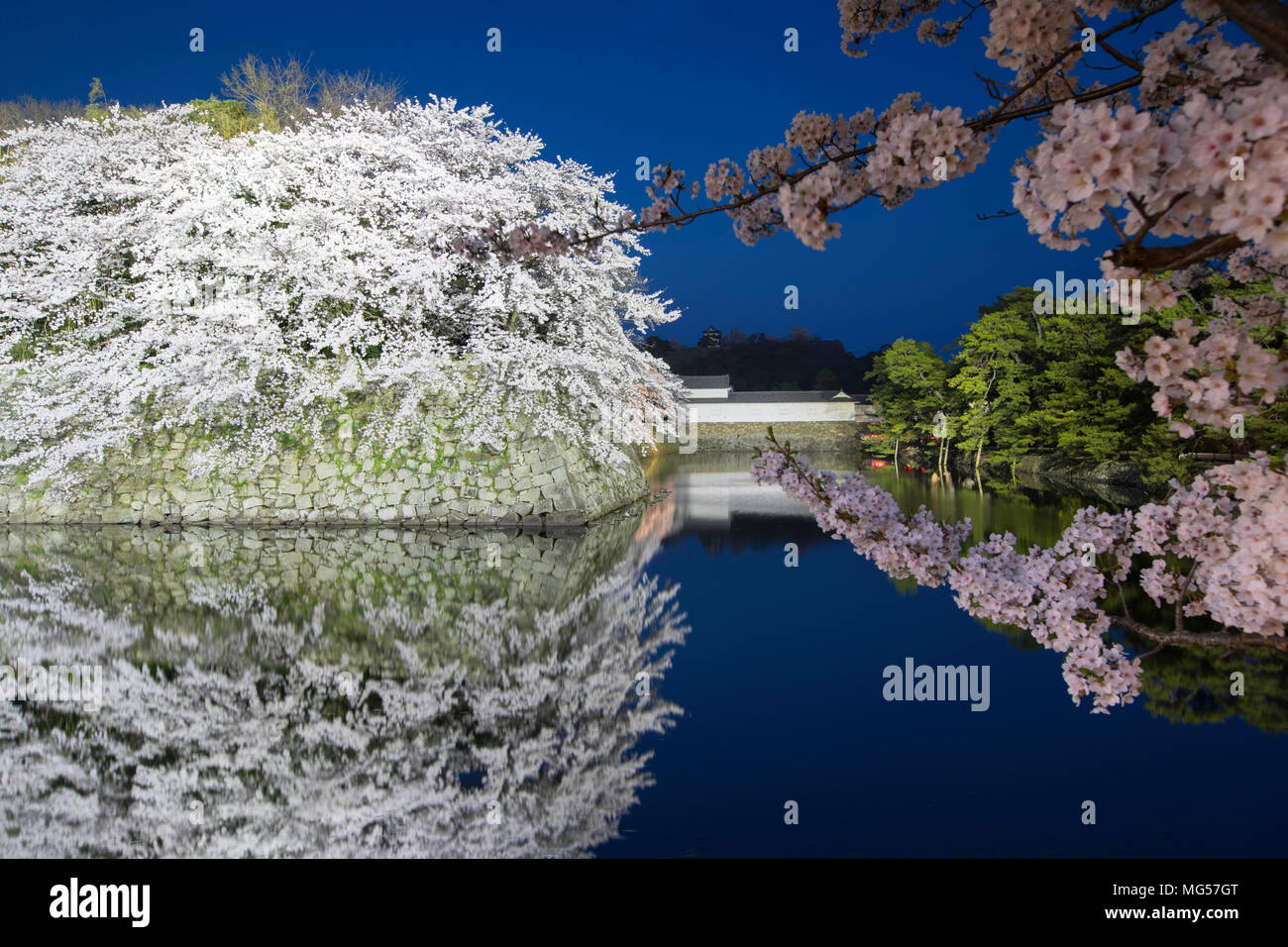 La fioritura dei ciliegi e fossato al castello di Hikone al crepuscolo, Hikone, Kansai, Giappone Foto Stock