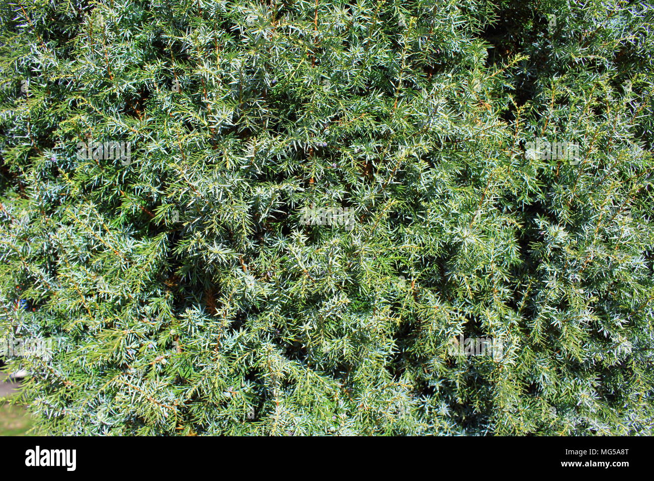 Comune di ginepro (Juniperus communis) come una texture di sfondo Foto Stock