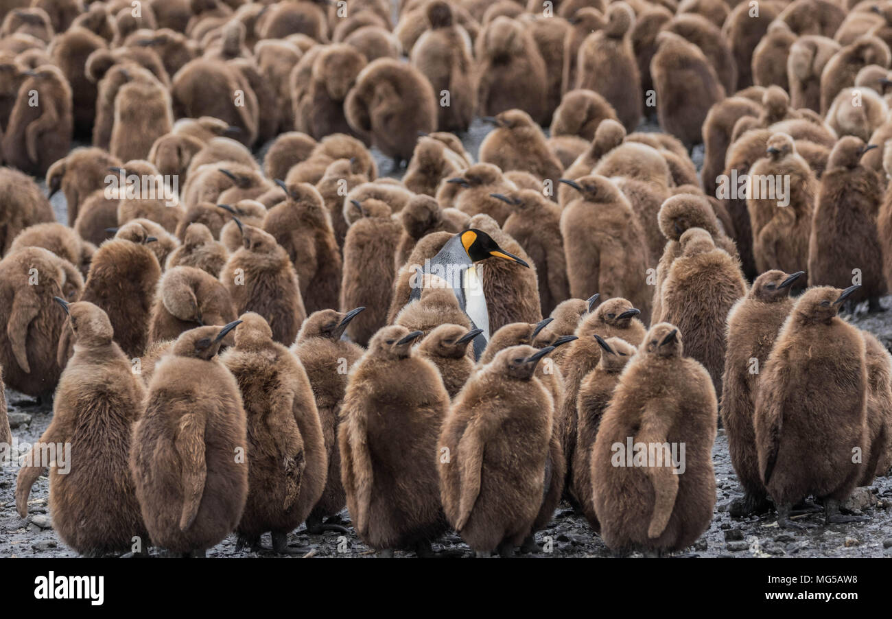 Pinguino reale pulcini in asilo nido, Georgia del Sud Foto Stock