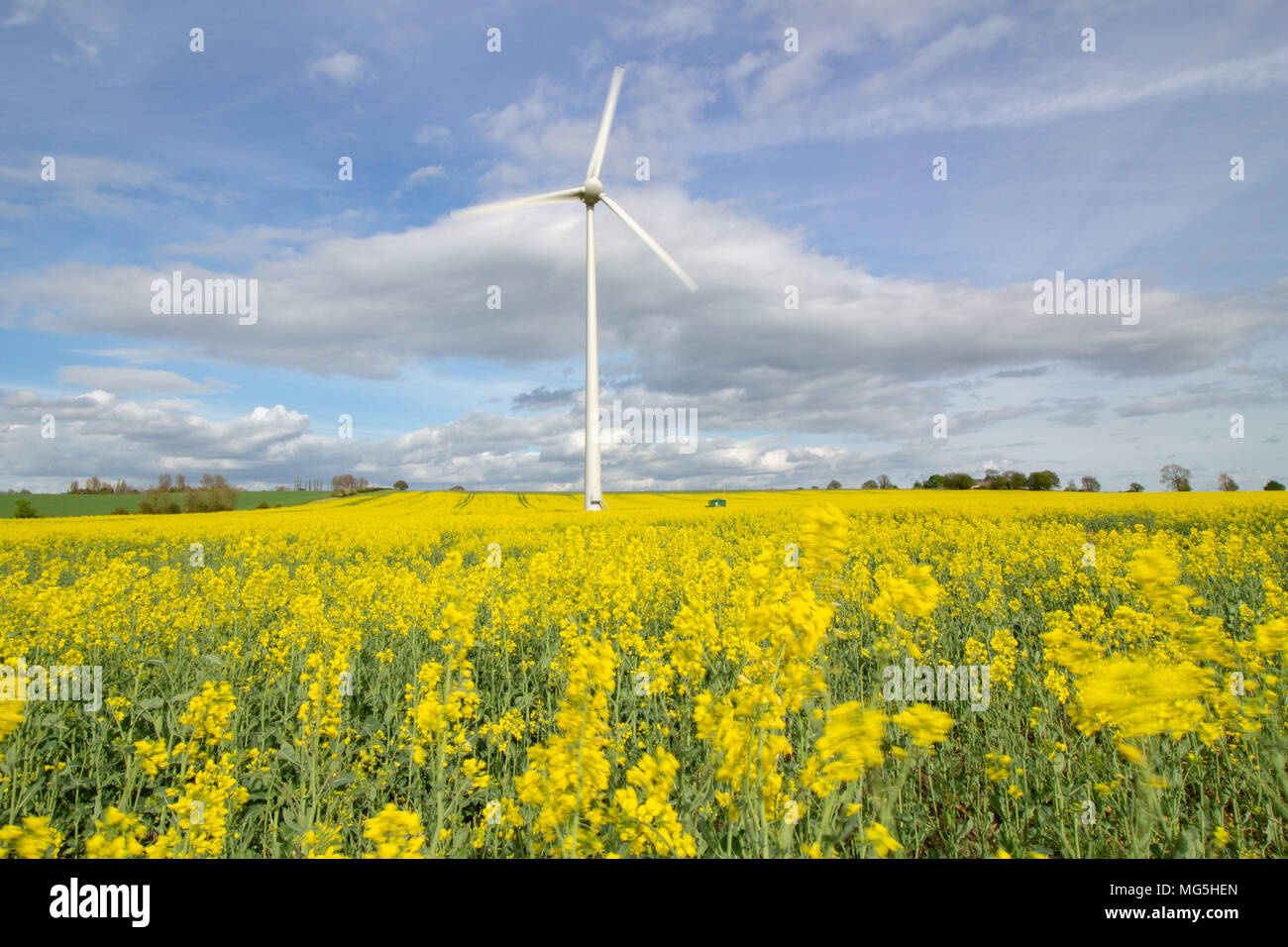 Una turbina eolica illustrata in campi di colza gialli nei campi vicino a Newark, Lincolnshire, Regno Unito Foto Stock