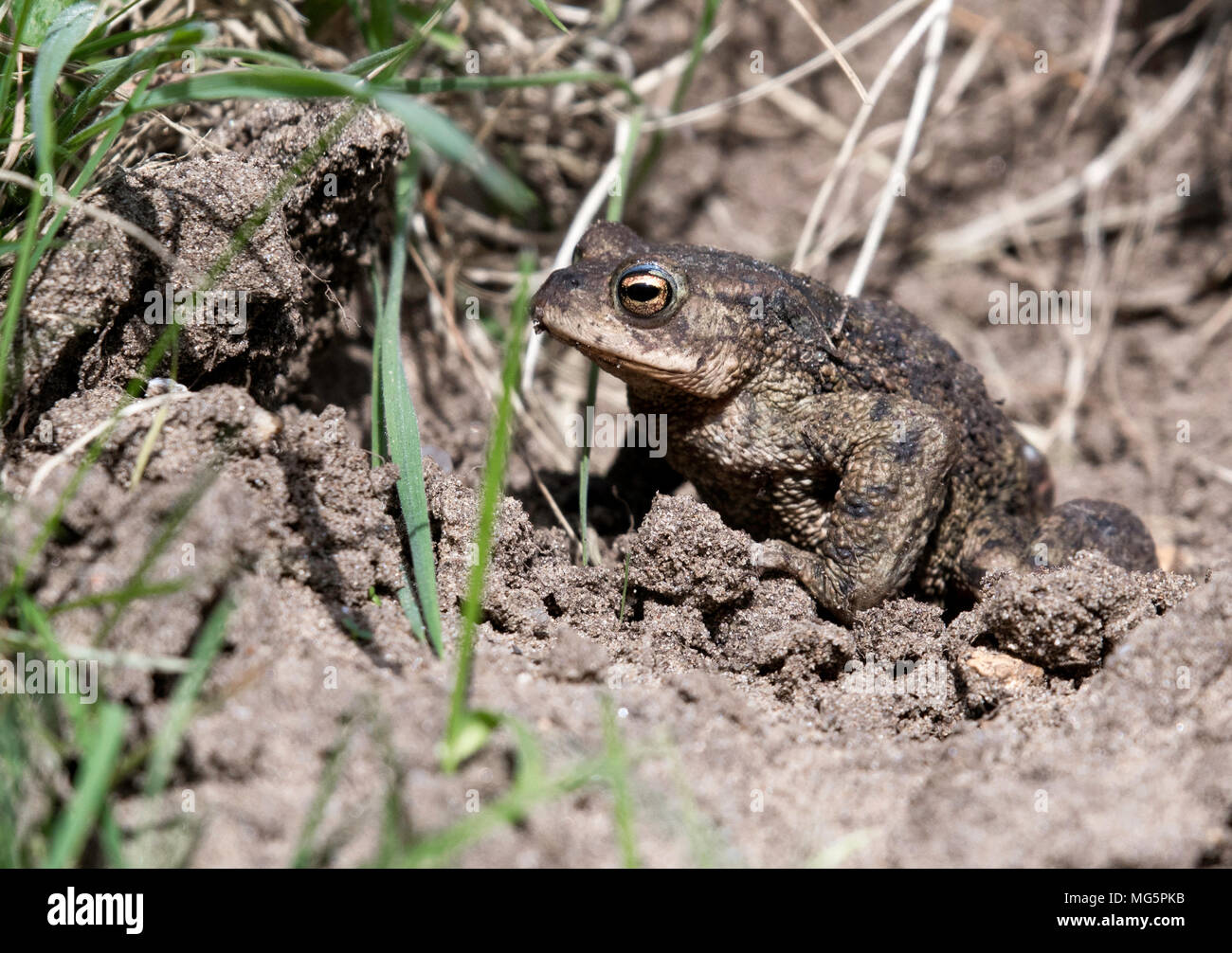 Il rospo comune seduto su un suolo di patch Foto Stock