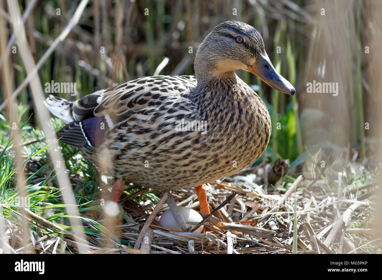 Mallard duck sul nido con uova Foto Stock