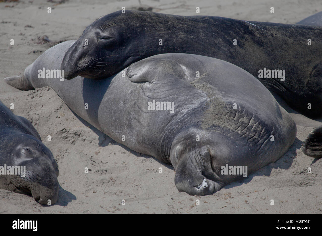 Northern elephant guarnizioni su PIEDRAS BLANCAS spiaggia, nei pressi di San Simeone, California nel mese di agosto e la fine dell'moulting muta (stagionale). Foto Stock