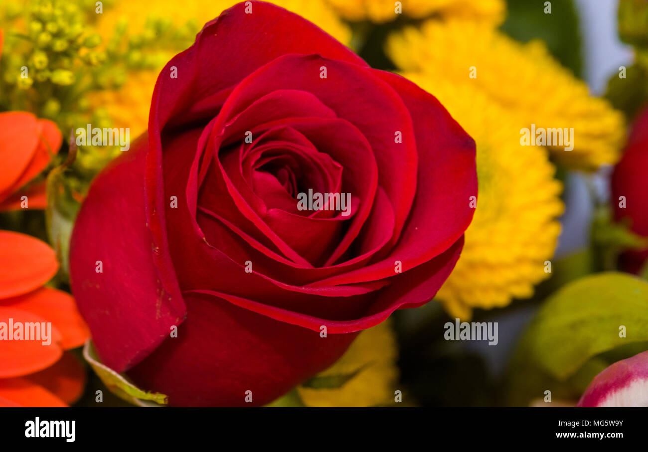 Macro closeup di red rose bloom con fiori gialli in background Foto Stock