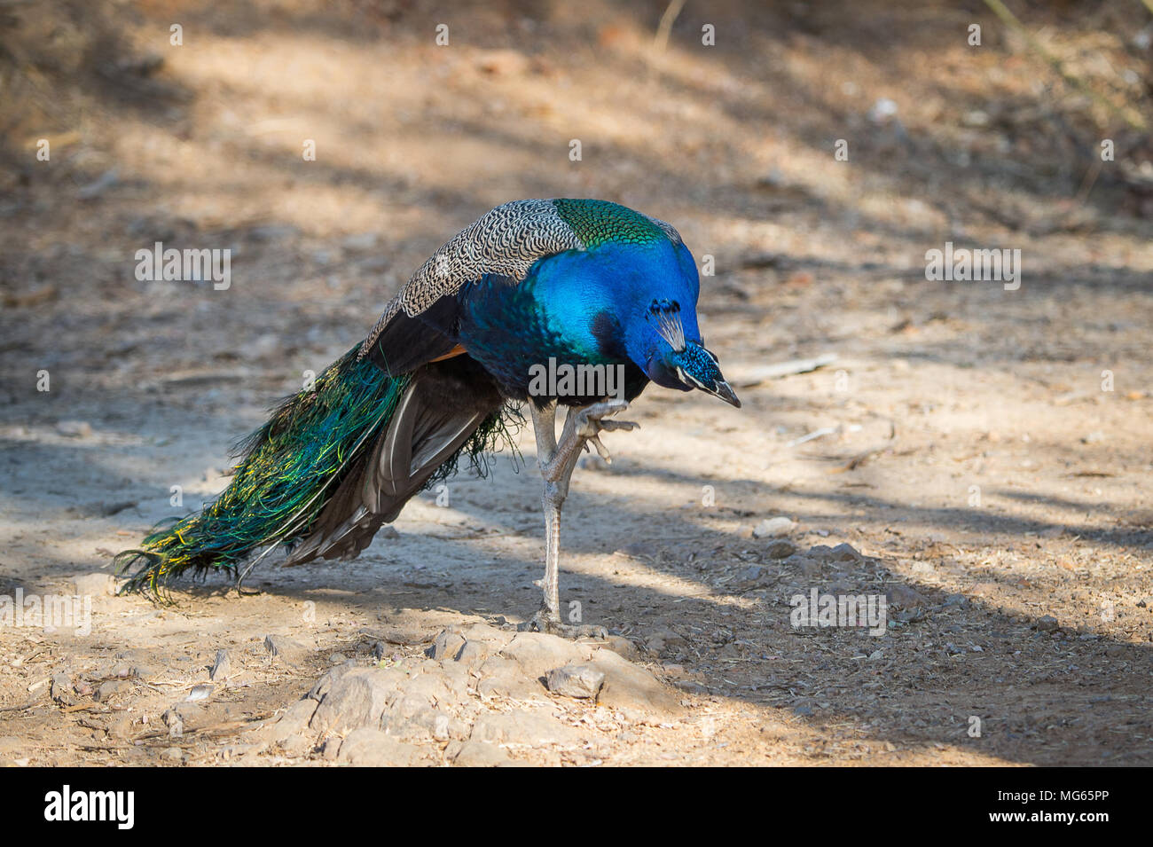 Peacock in Ranthambor, India Foto Stock