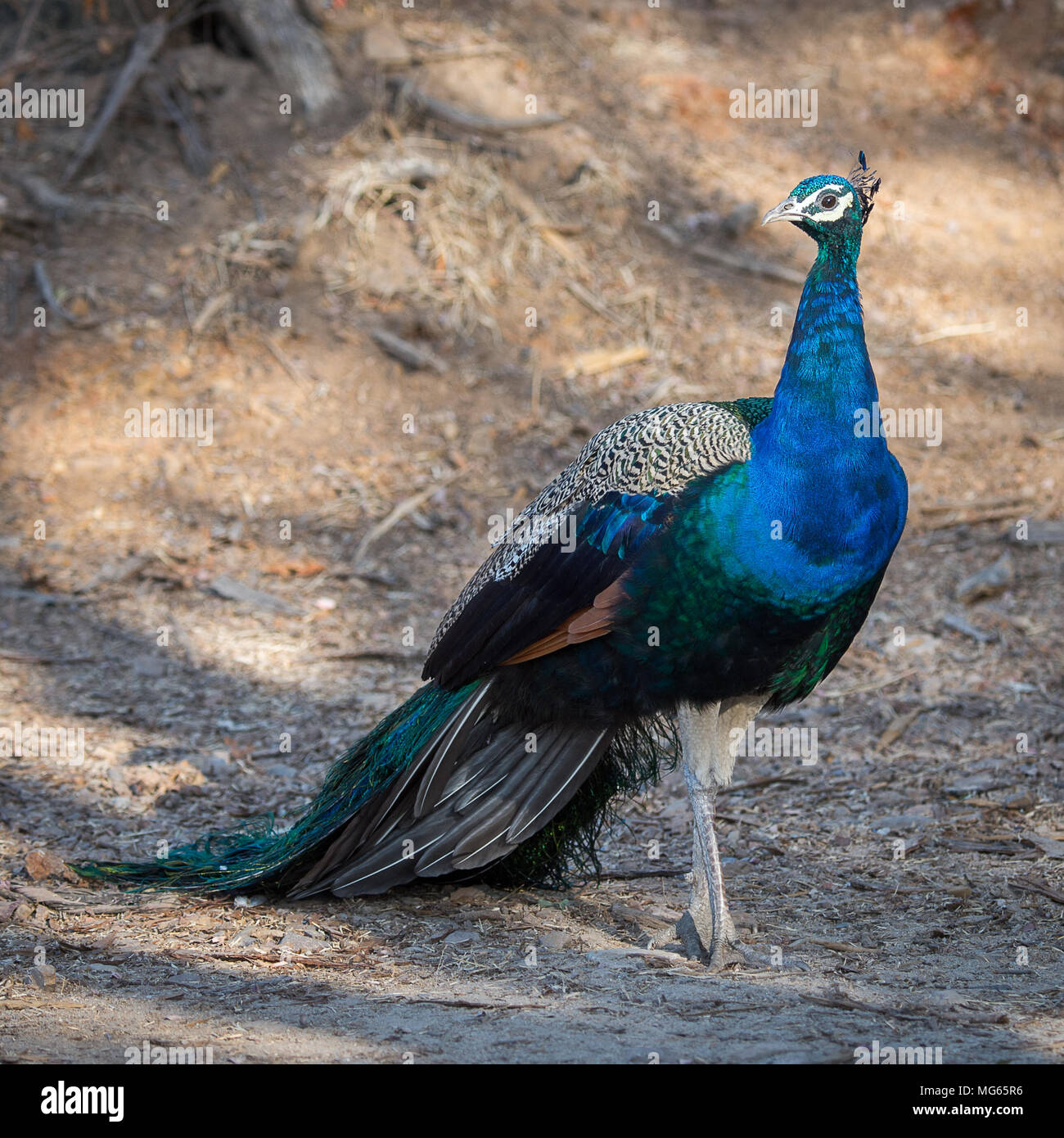 Peacock in Ranthambor, India Foto Stock