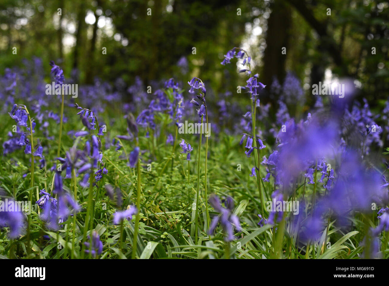 Una vista delle Bluebells su Clapham Common a Londra. Foto Stock