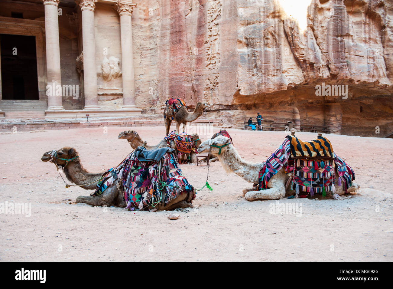 I cammelli vicino al Khazneh o del Tesoro di Petra, Giordania. Petra è una delle sette meraviglie del mondo. Patrimonio Mondiale UNESCO Foto Stock