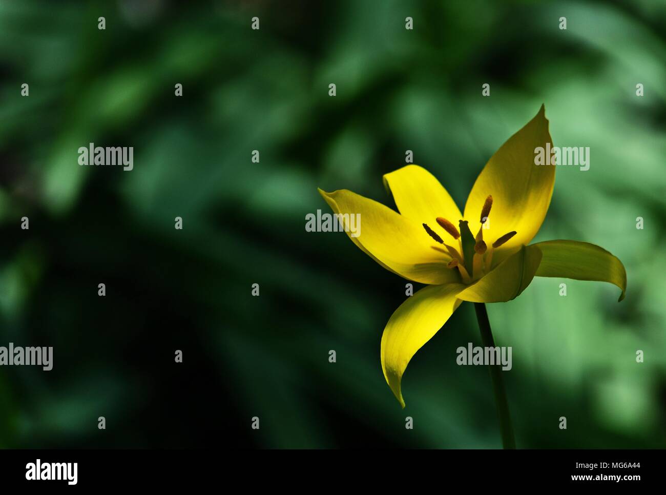 Tulipano selvatico (Tulipa sylvestris) Foto Stock