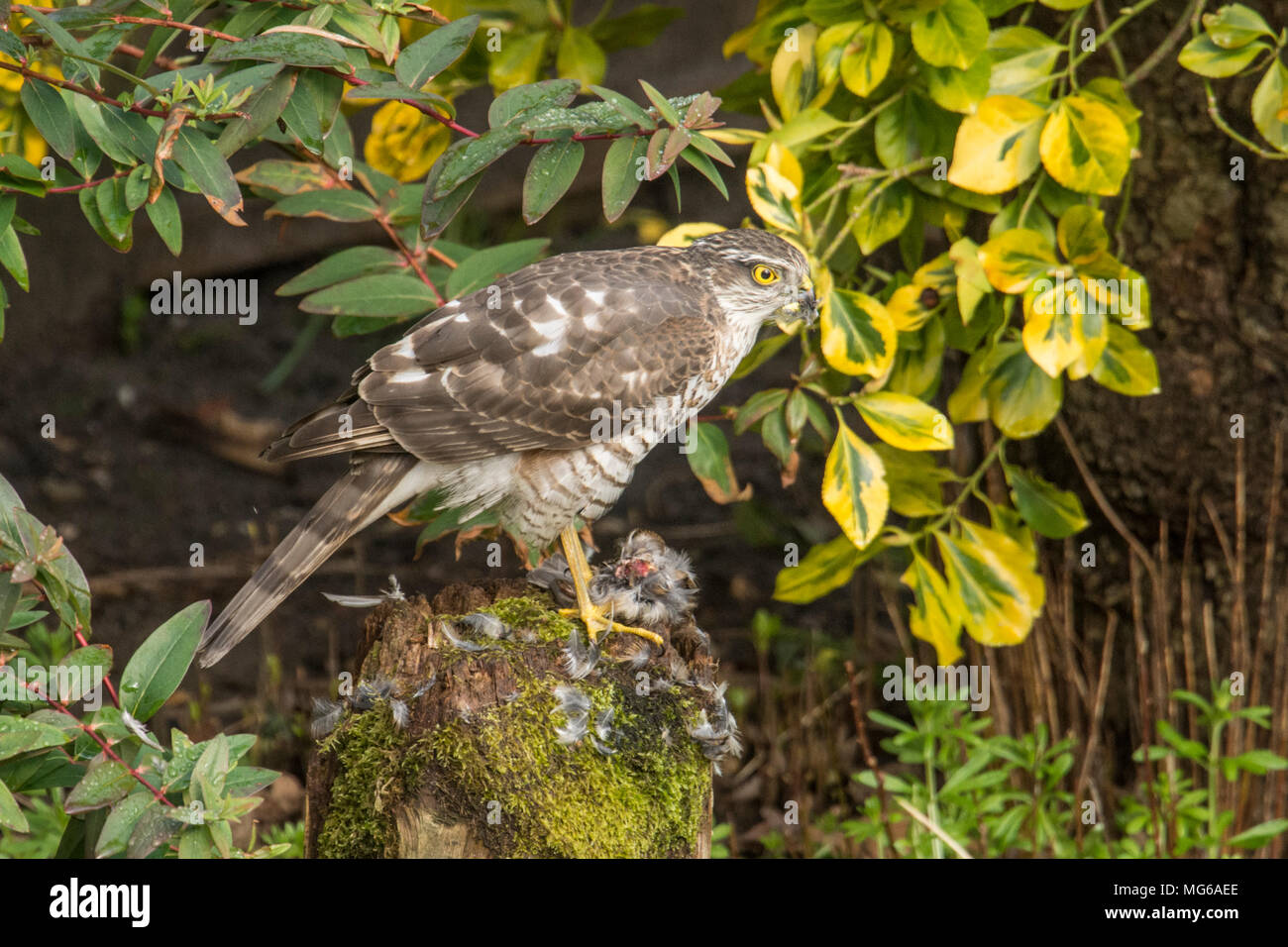 Sparviero, sparviero, Accipiter nisus, spiumatura, mangiando un passero o piccolo uccello su spiumatura post. I capretti, Marzo, Sussex, Regno Unito Foto Stock
