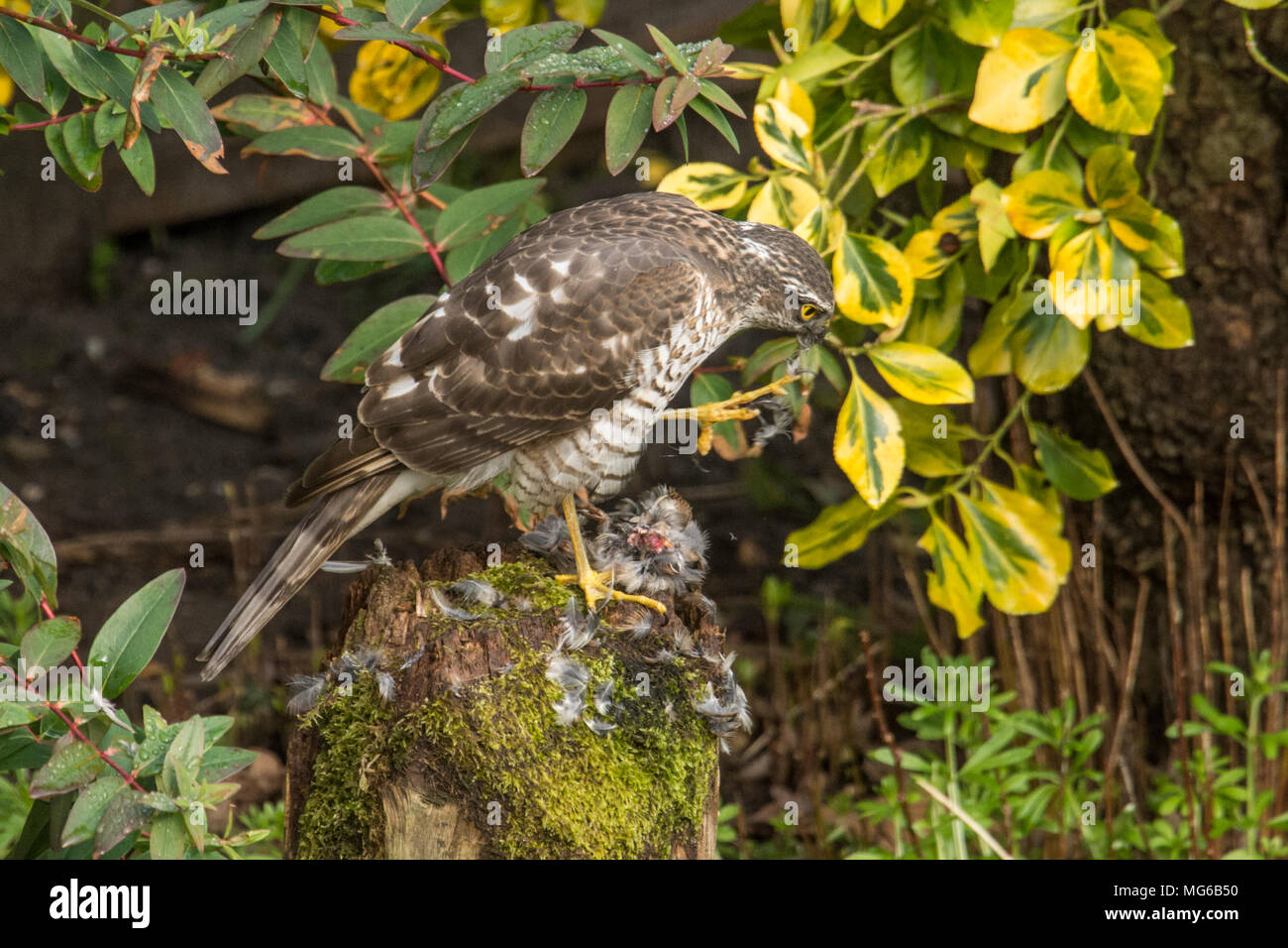 Sparviero, sparviero, Accipiter nisus, spiumatura, mangiando un passero o piccolo uccello su spiumatura post. I capretti, Marzo, Sussex, Regno Unito Foto Stock