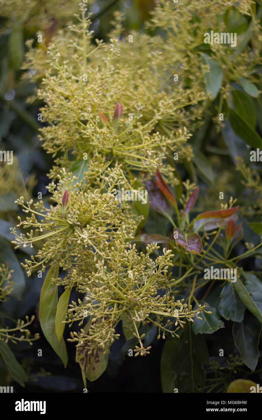 Gli avocado in fiore al tempo di impollinazione. Foto Stock