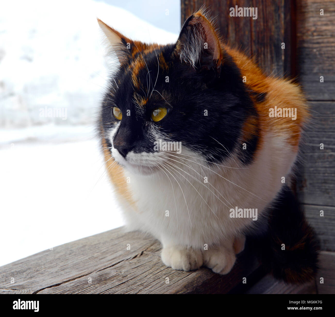Bianco e zenzero con gatto nero il viso e gli occhi gialli Foto Stock
