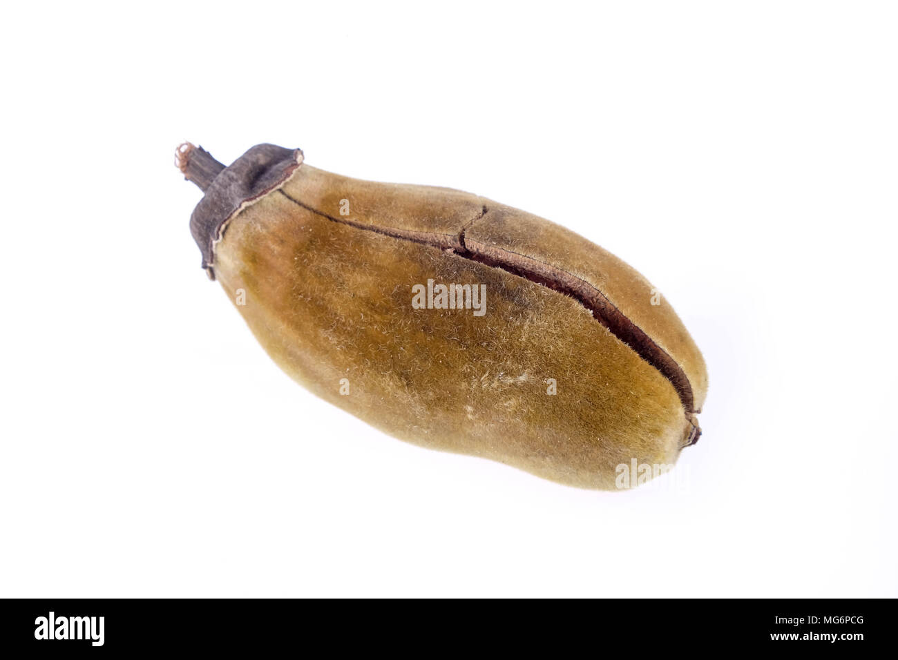 Frutto di baobab su sfondo bianco Foto Stock