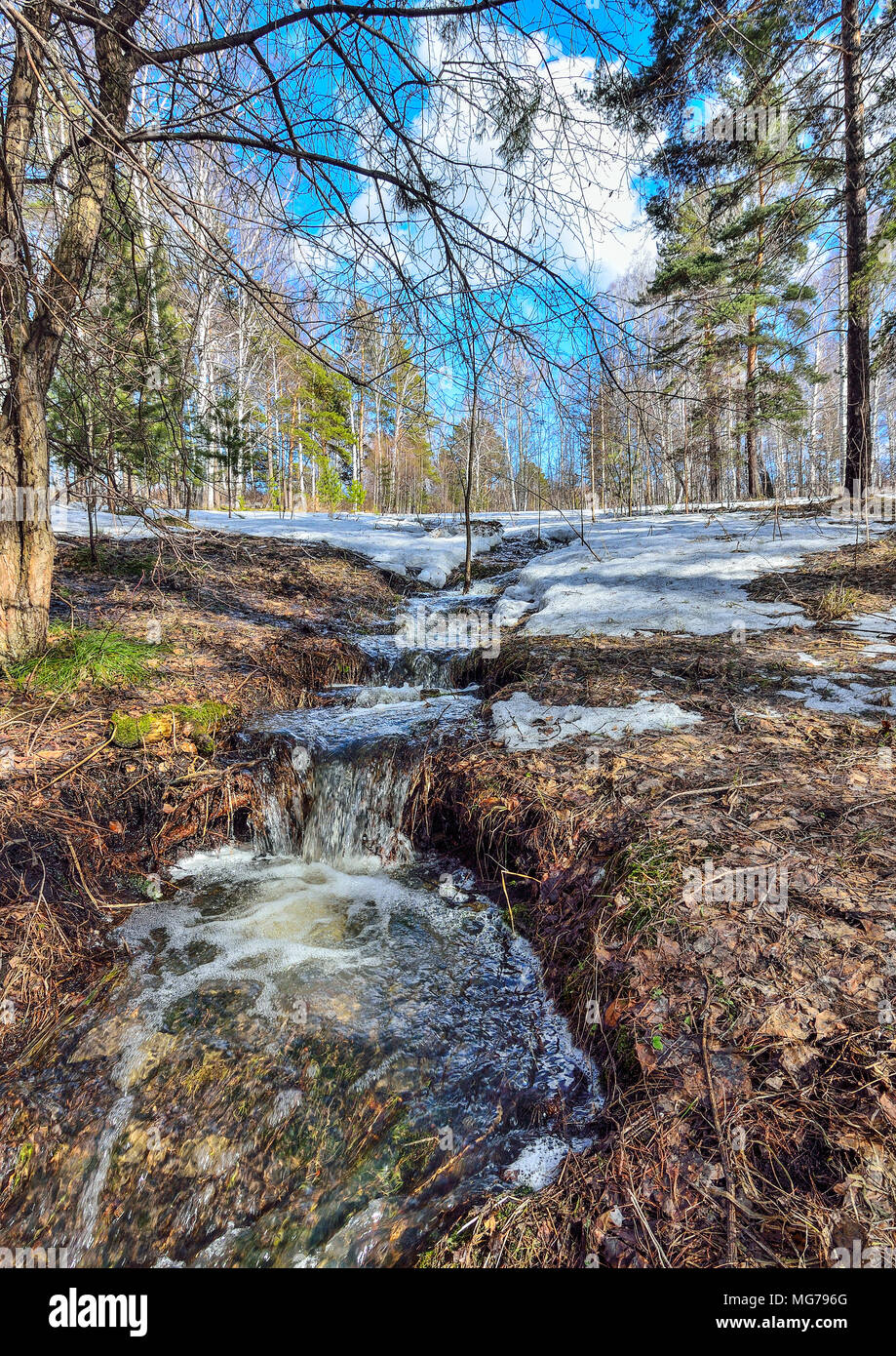 Inizio della primavera paesaggio della foresta dove betulle bianche, verde di pini e primo erba giovane, con fusione della neve e brooks a bright giornata soleggiata w Foto Stock