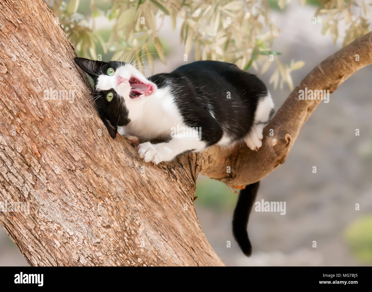 Carino giovane cat, tuxedo pattern in bianco e nero bicolor, giocando e strofinando il suo viso con la bocca aperta su un ramo di un albero di olivo, Cipro Foto Stock