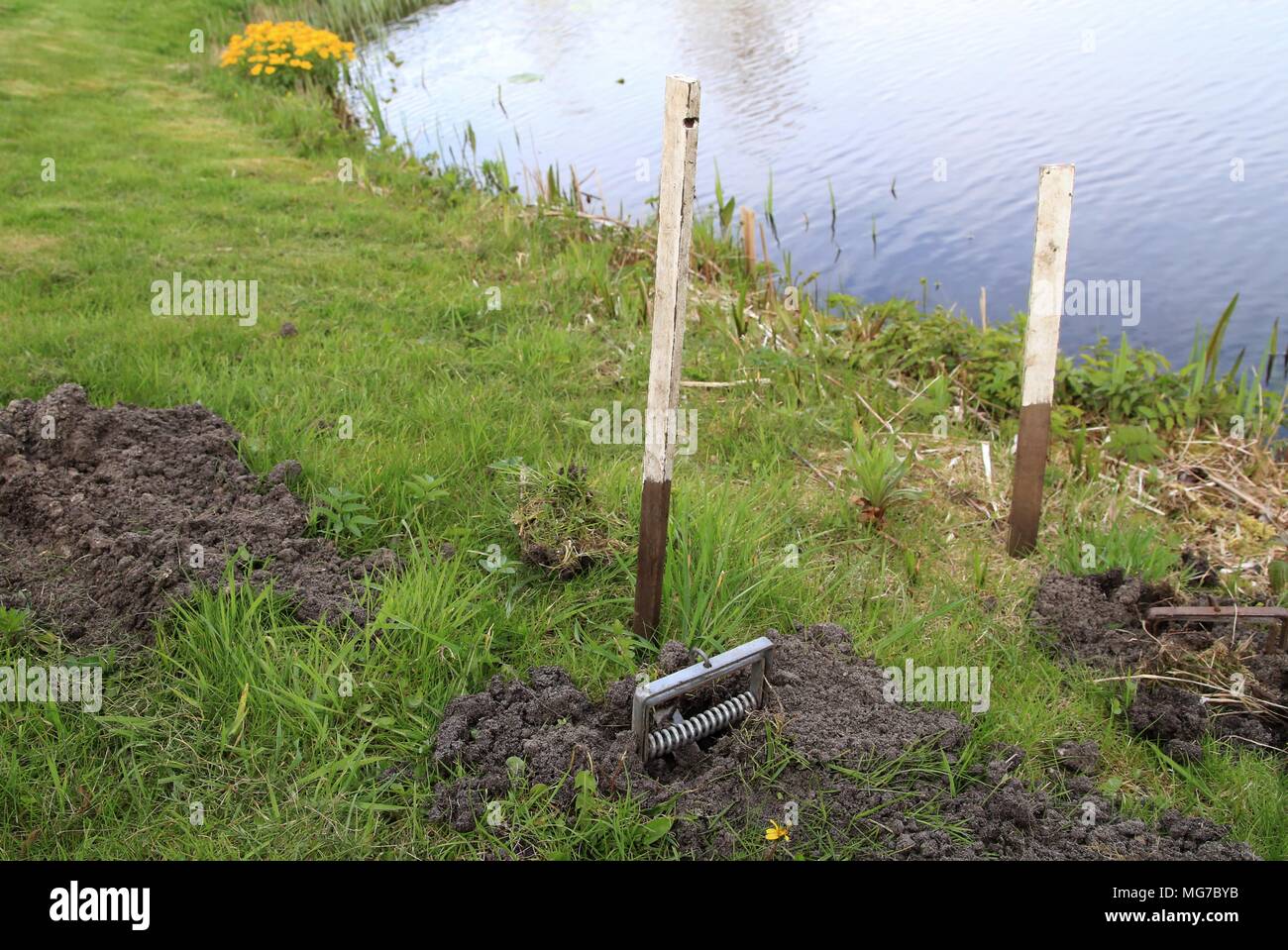 Sbarazzarsi di mole peste a prato con mole trappole Foto Stock