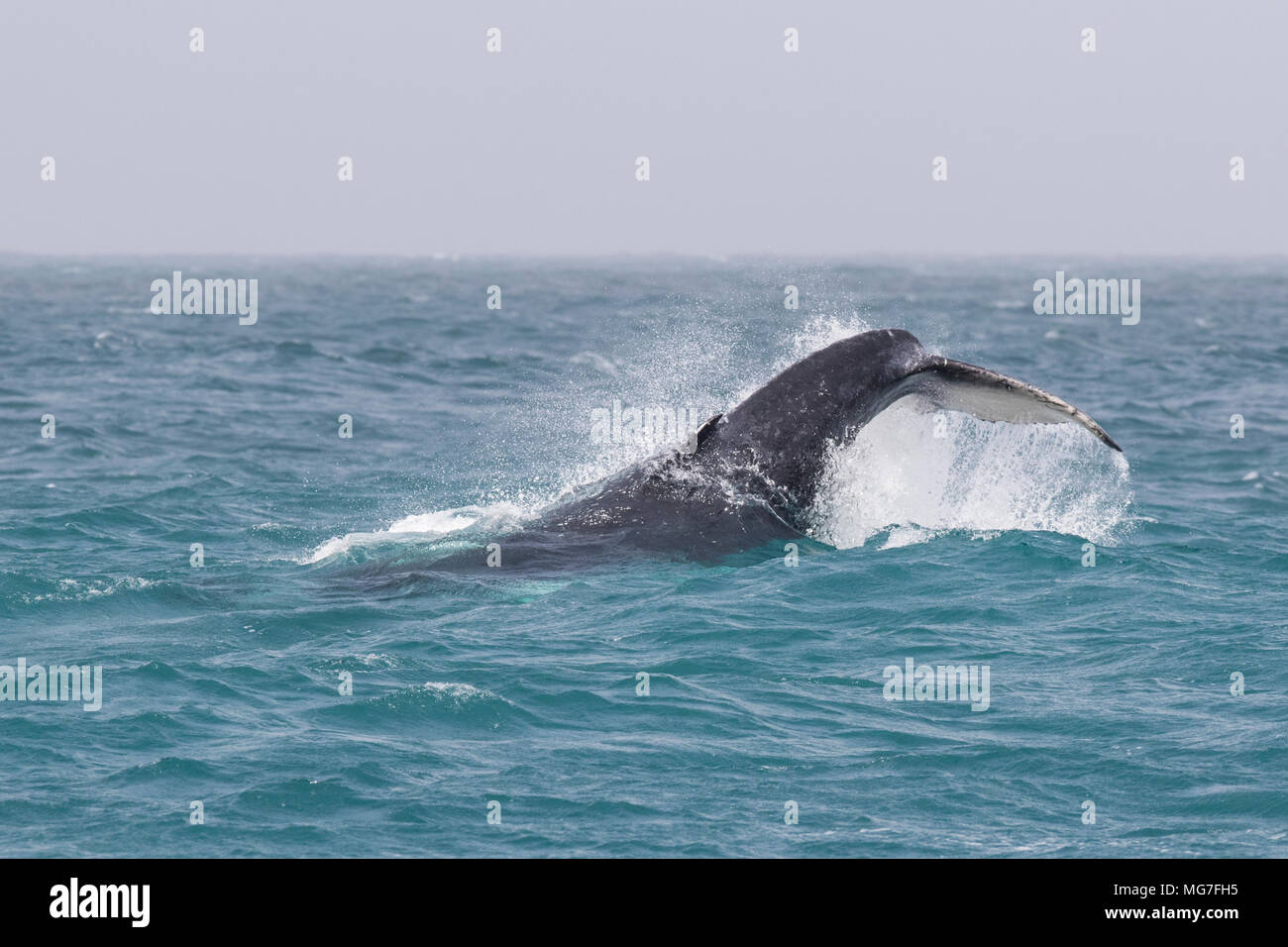 Humpback Whale (Megaptera novaeangliae) calf tail slapping, Boa Vista, Capo Verde Foto Stock