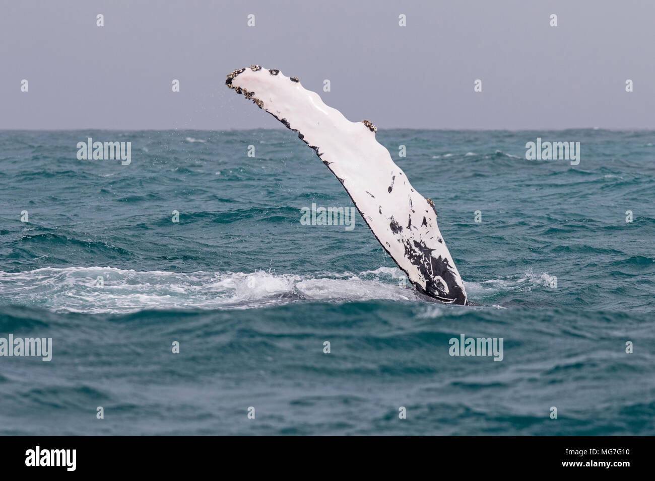 Humpback Whale (Megaptera novaeangliae), Boa Vista, Capo Verde Foto Stock