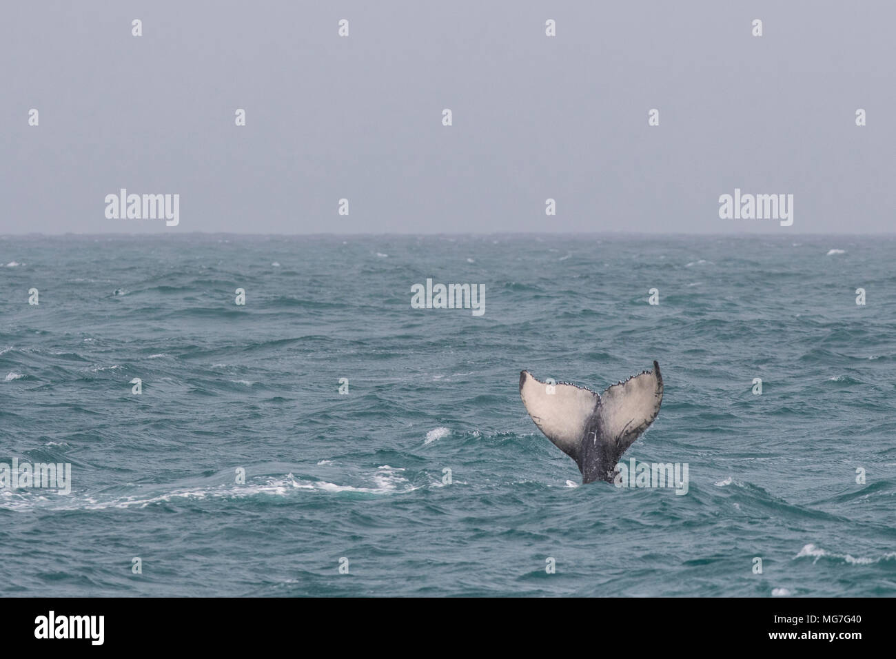Immersioni subacquee Humpback Whale (Megaptera novaeangliae) di vitello, Boa Vista, Capo Verde Foto Stock