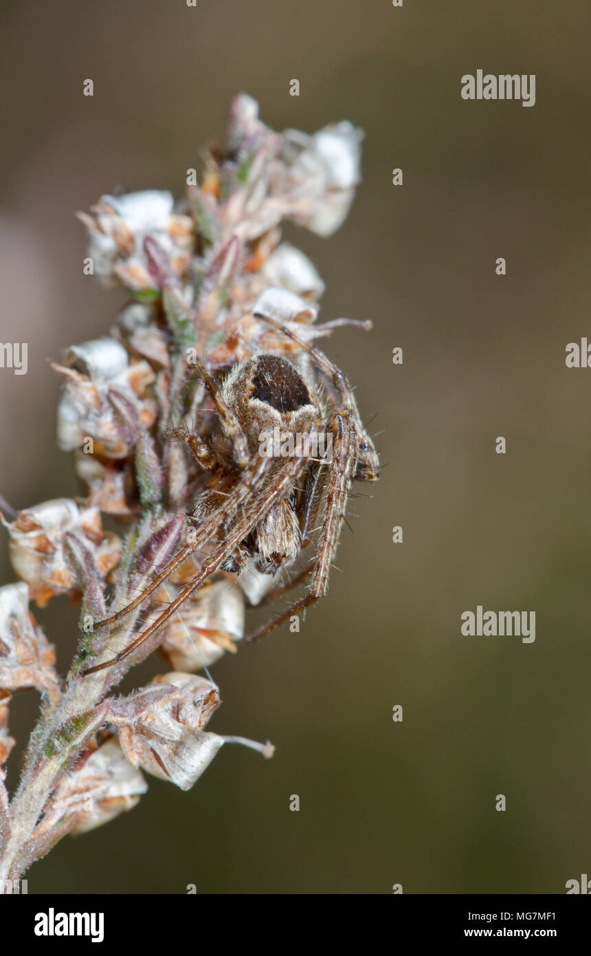 Gorse Orbweaver (Agalenatea redii) ORB maschio Spider su Heather, rare forma ZETA. Sussex, Regno Unito Foto Stock