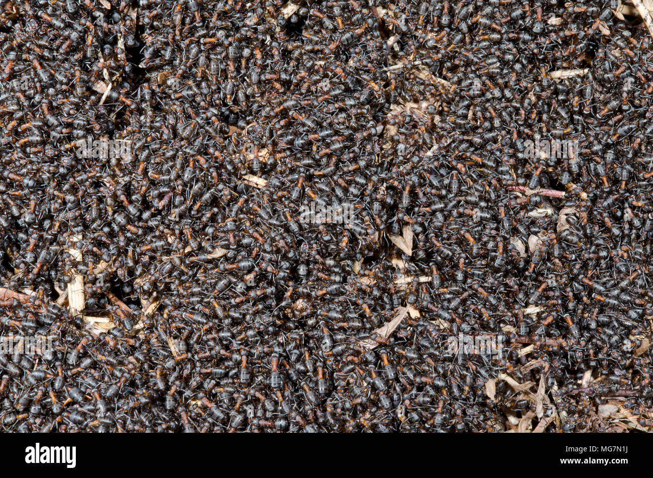 Legno meridionale formiche (formica rufa). Lavoratori su Nest dettagli 1 di 2. Sussex, Regno Unito Foto Stock