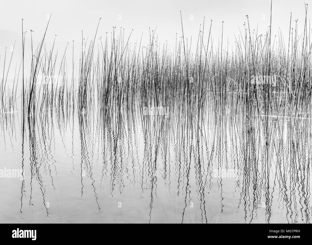 Immagine in bianco e nero di lamelle riflettenti in acqua lungo la riva del lago che assomiglia a una lettura da un sismografo. Foto Stock