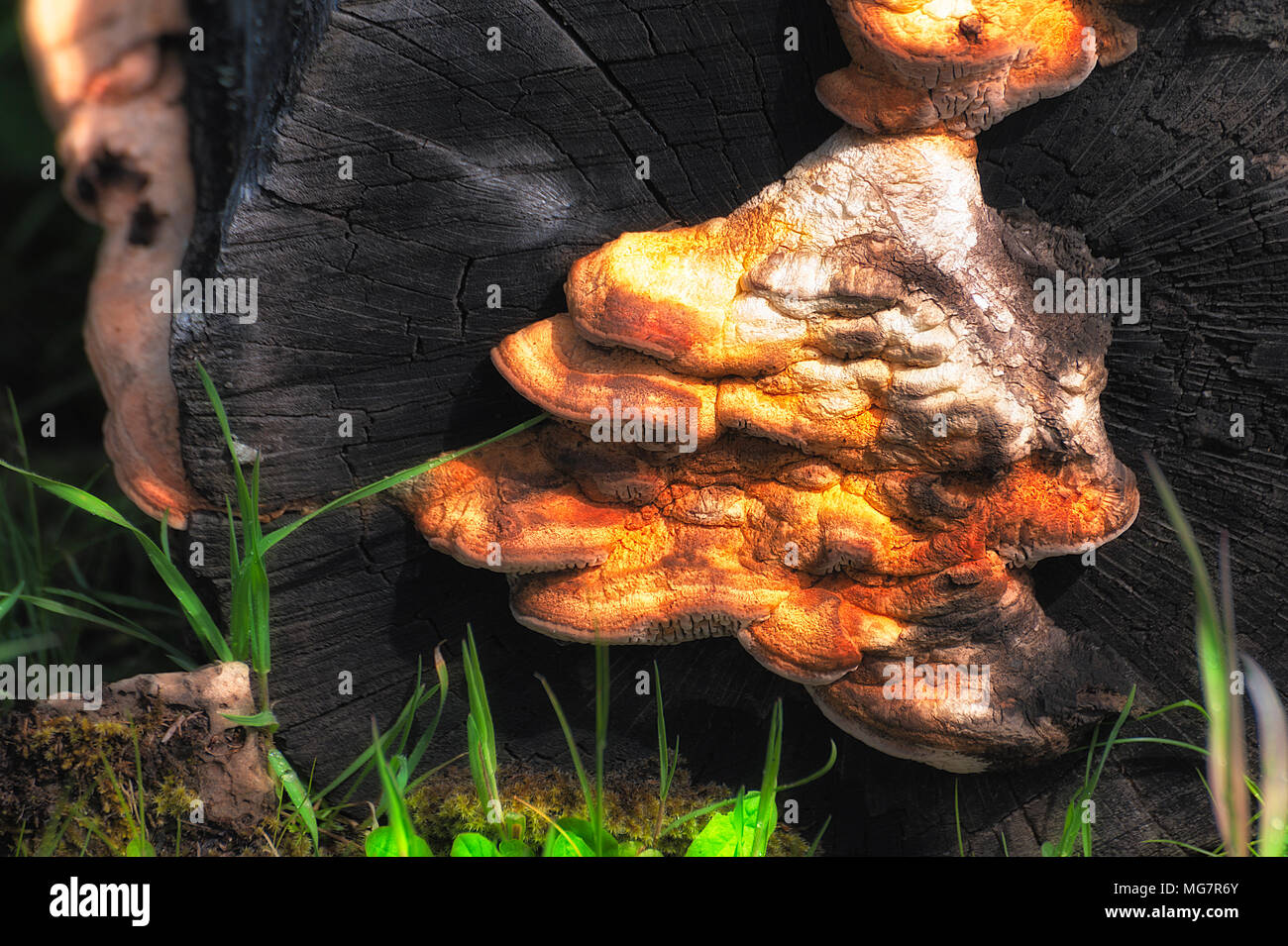 I funghi che crescono su un vecchio ceppo. Foto Stock