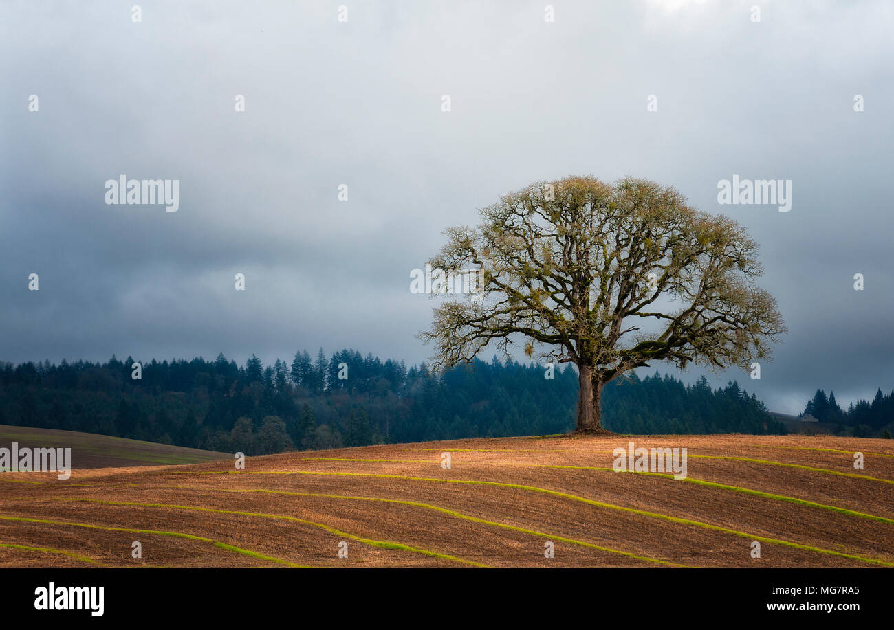 Un lone White Oak tree sorge sulla sommità di una collina di rotolamento campo agricolo in Yamhill County, Oregon Foto Stock