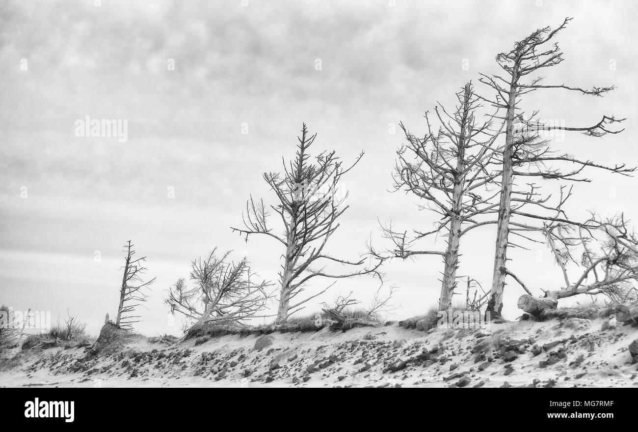 Intoppi di alberi la linea della spiaggia di Cape Lookout sulla costa dell'Oregon. Foto Stock