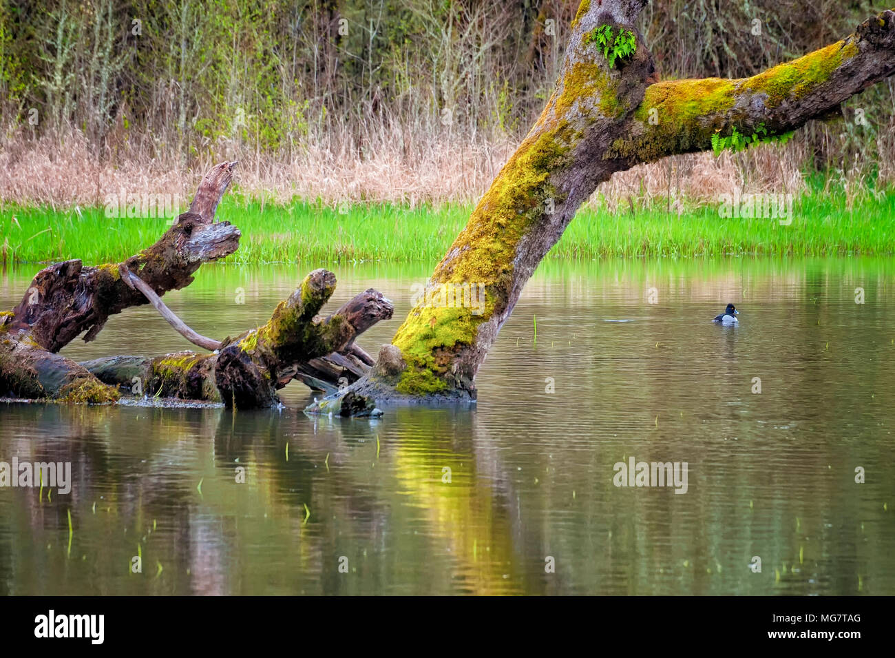 Una minore Scaup duck fluttua vicino a down moss albero coperto in un stagno Foto Stock