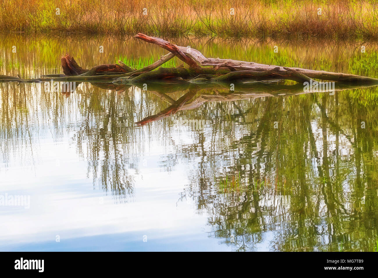 Un albero caduto in un stagno. Gli stagni quasi acque ancora riflettendo ancora alberi eretti vicino è il litorale. Foto Stock