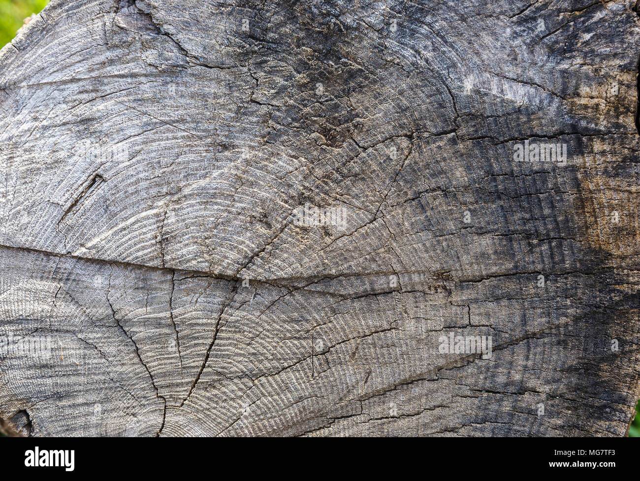Struttura di tessitura del nucleo Foto Stock