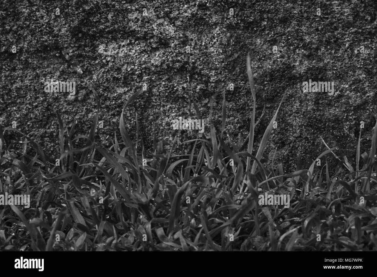 Calcestruzzo monocromatica parete in cemento con MOSS, tessitura della pietra, superficie di roccia. Foto Stock